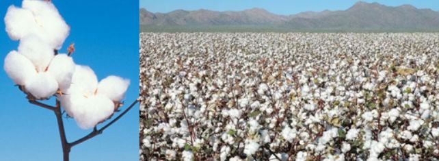 中国武备*物文**中的异域元素：印度梵文，波斯镔铁，非洲驴骡运军粮