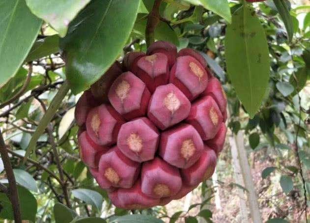 最近很火的一种水果叫什么,有一种水果它的真正的名字叫什么