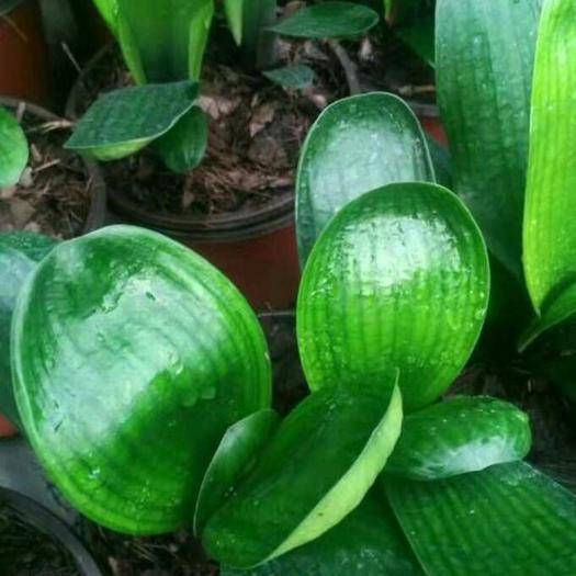 购买优质君子兰小苗,买纯红色君子兰