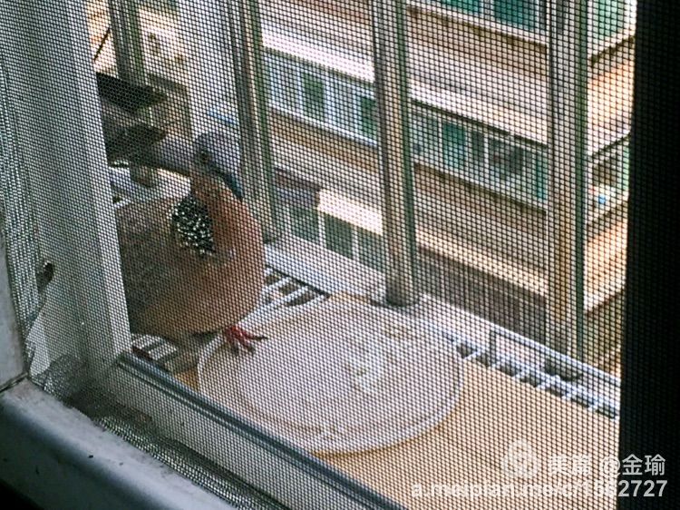 四只小鸟的故事视频,四只白鸟的故事