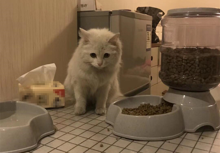 猫吃什么食物增肥最快,猫太瘦了怎么增肥最快