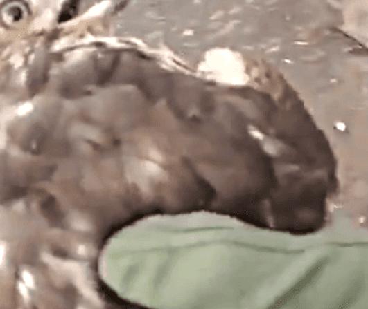 老鹰混进鸡棚吃小鸡,老鹰跑进鸡窝反被鸡围攻