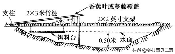 农业部对人工养殖牛蛙的最新规定,养殖牛蛙跟公司合作模式