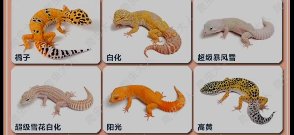 守宫纯黑图片,黑守宫为什么变白