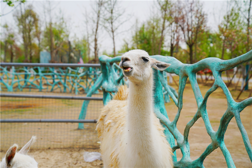 我和宿州有个约会，一场花事，一次慢旅行，探寻最烟火的宿州味道