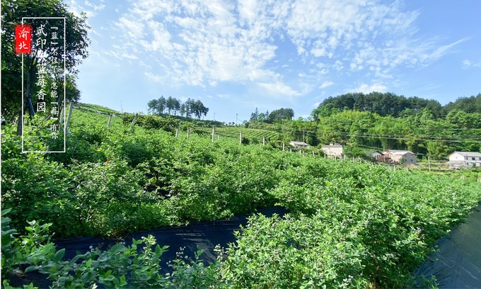 渝北周边采摘推荐,渝北茨竹附近采摘园