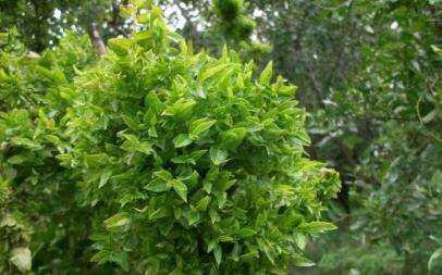 枣树为什么光长小叶不伸枝,枣树长了茂密的叶子是咋回事