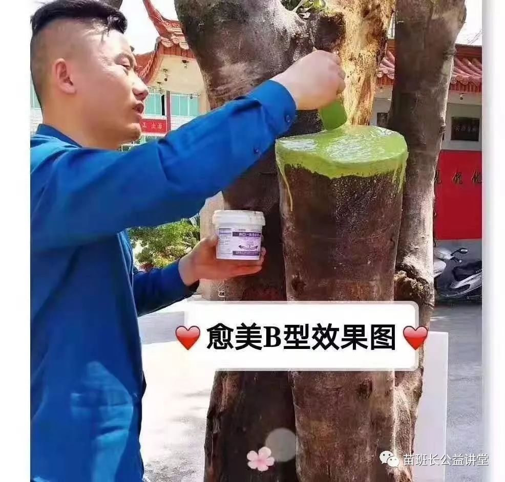 园林树木养护管理的主要措施,园林树木整修修剪的关注事项