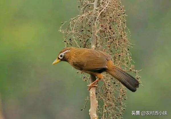 如何防止鸟撞笼呢,怎样防止鸟笼子的羽毛乱飞
