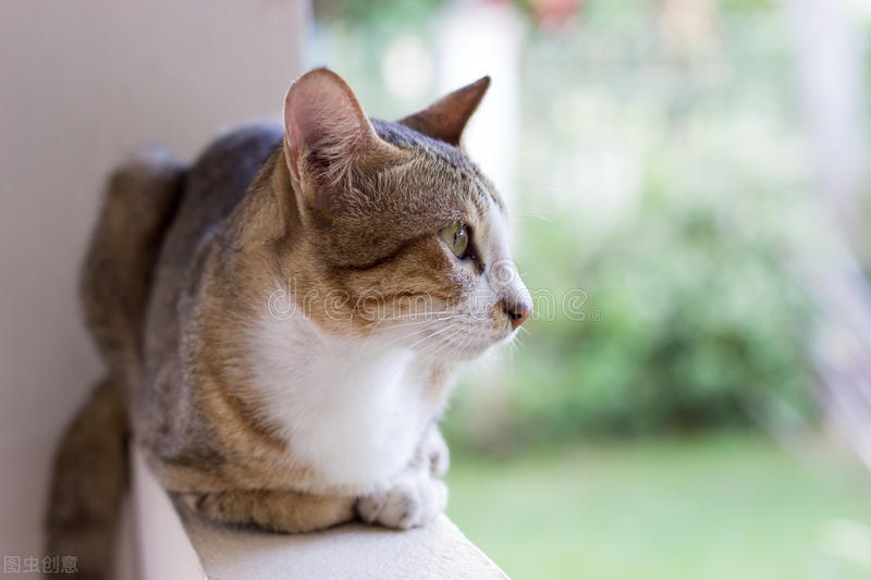 小猫感冒吃什么效果好又便宜,小猫感冒用什么药