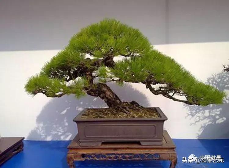 学盆景入门教程书,学习盆景制作视频