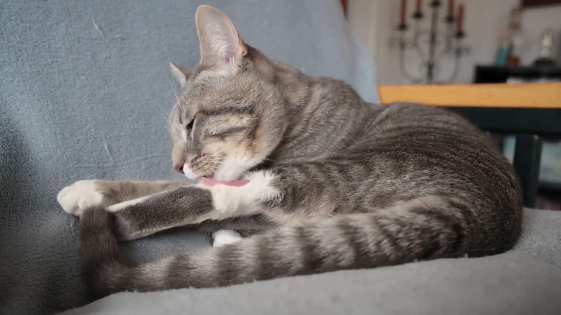 猫咪晚上挠柜子怎么处理,猫咪一直挠被子怎么办