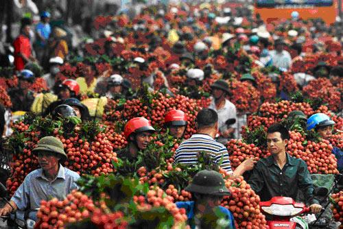 中国荔枝越南荔枝,越南荔枝滞销最新视频
