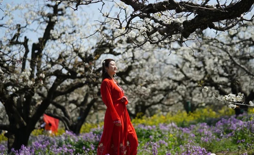 藁城廉州湖首届梨花风筝节,藁城廉州湖梨花节庙会