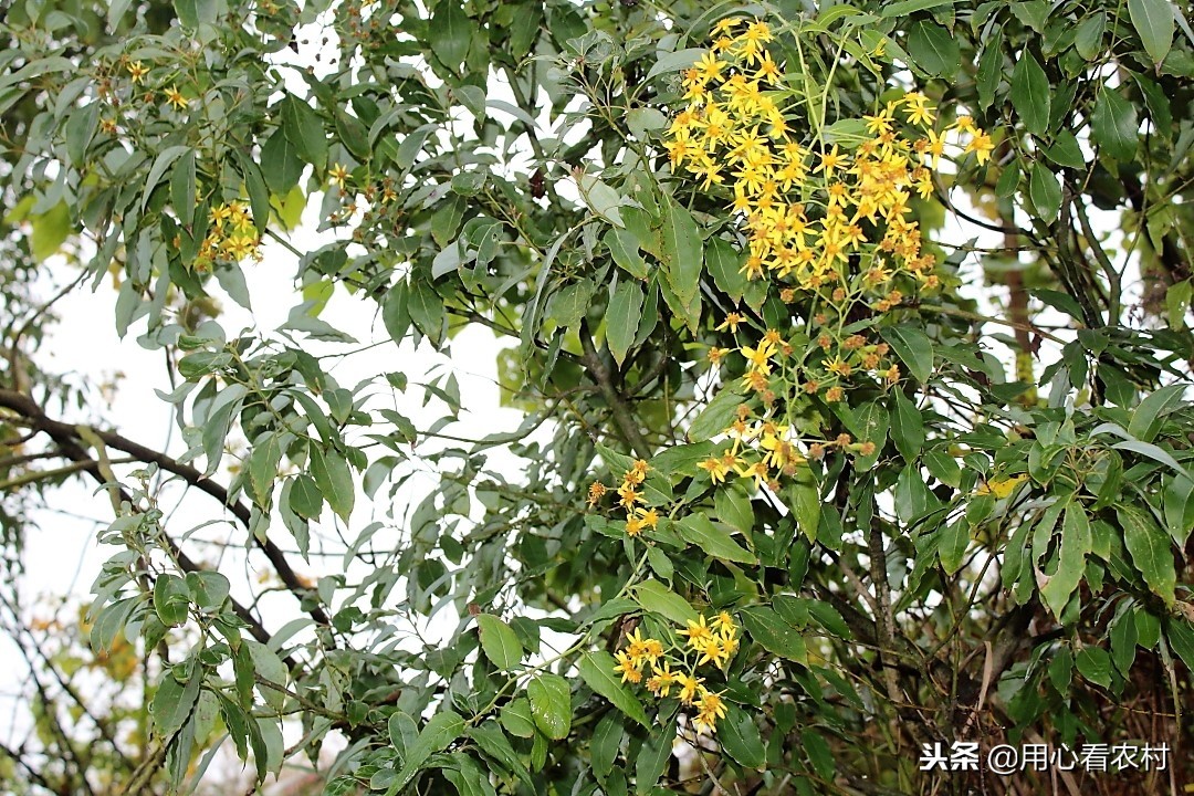 野生小黄花有什么用,小黄花图片与功效