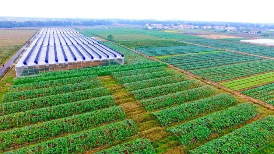 日本人租1500亩野草疯长5年,租地1500亩办农场