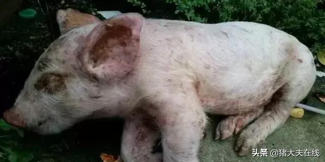 仔猪细菌感染用什么药,仔猪常见疾病及治疗方法