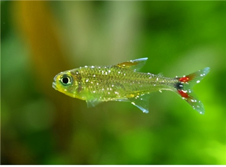 怎么预防鱼得白点病,为什么观赏鱼容易起白点