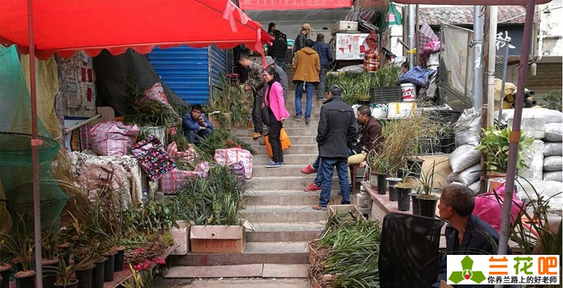 兰花买卖视频,云南兰花最新交易价格