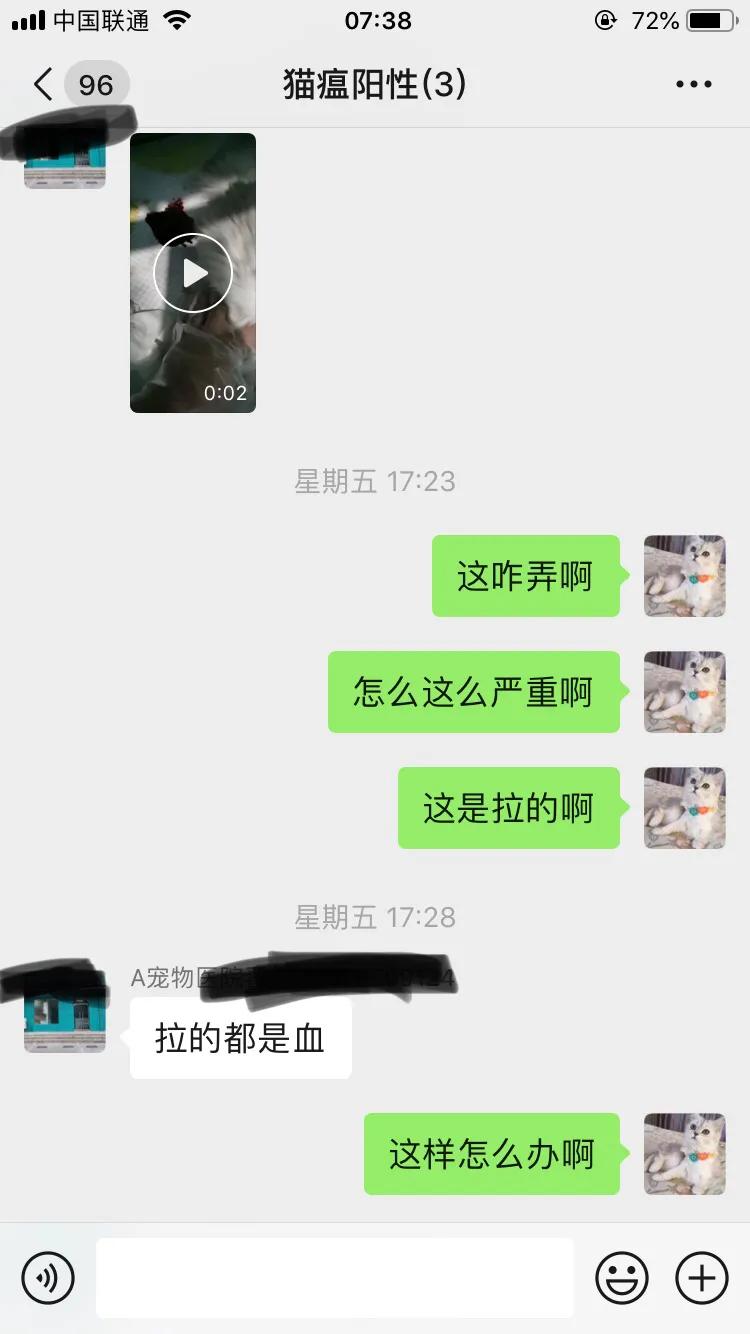 爆发猫瘟,猫瘟日常