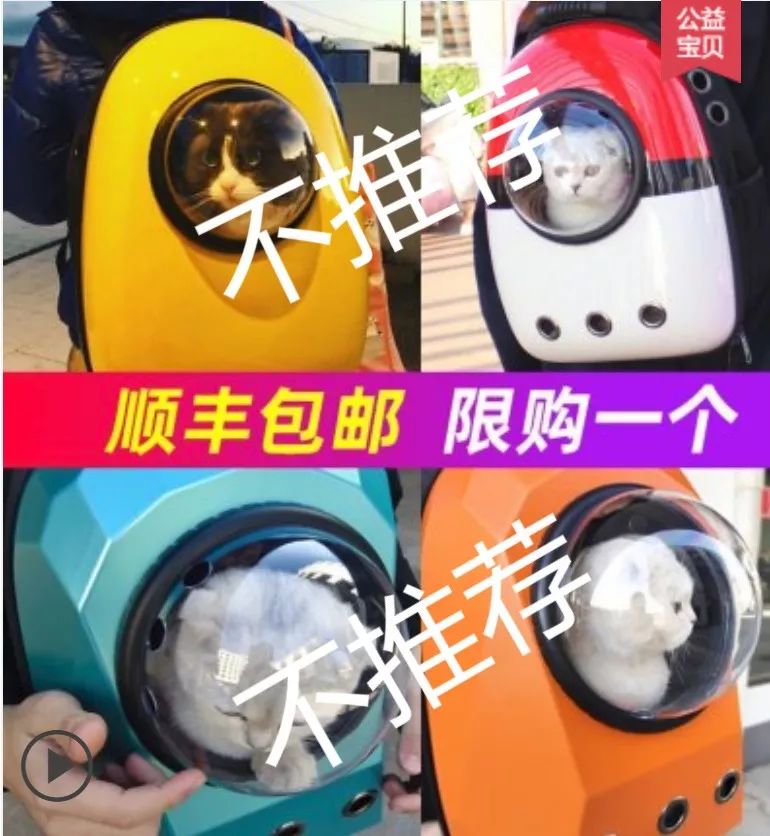 全国连锁宠物海陆空托运,猫咪托运攻略国外