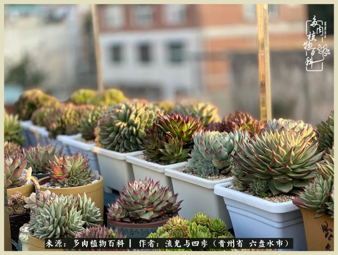 国庆假期你快乐吗？来，凉都美肉与你相伴一一小乌木的霸气东云