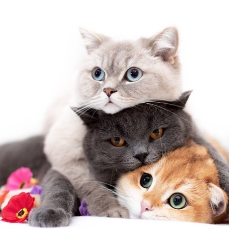 布偶猫叠罗汉,猫咪叠罗汉