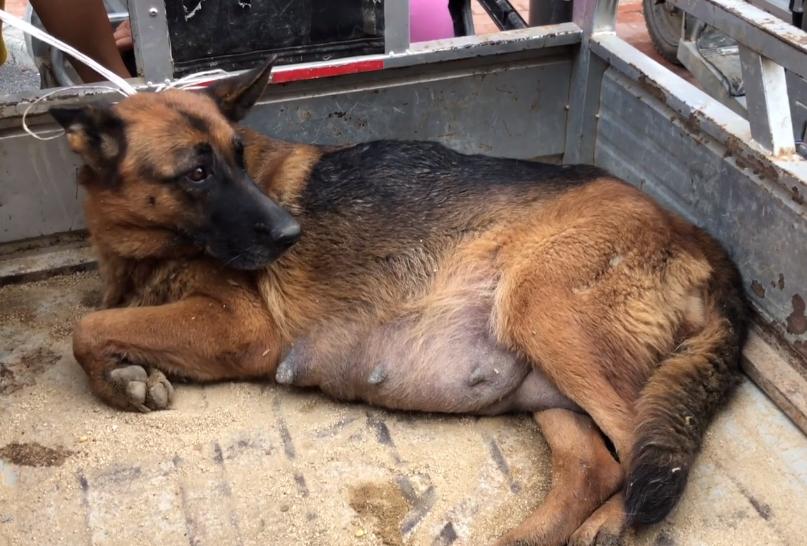 家养别人牵不走的狗,牵走别人家的德牧