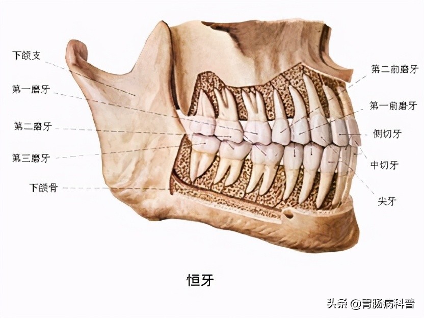 消化系统解剖生理教学,消化系统解剖图谱详解