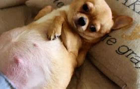 狗狗刚生出的宝宝需要铲屎官干嘛,狗子生宝宝叫主人