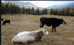 牛吃草中毒死亡,牛吃草突然死亡