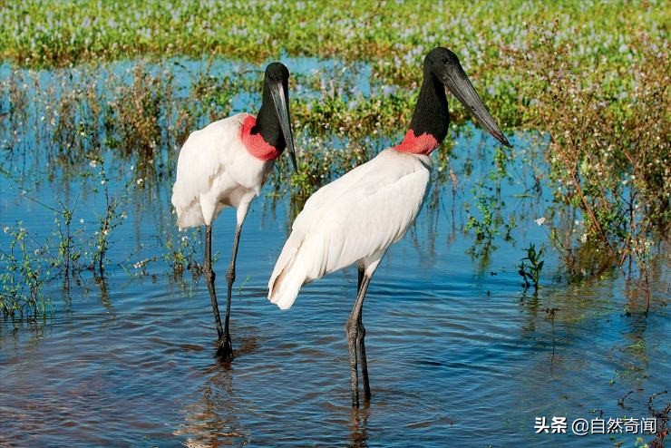 亚马逊有多少动植物,亚马逊盘点