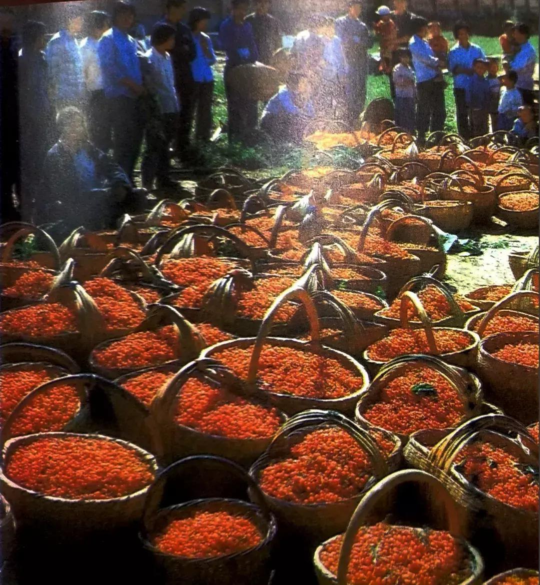 改革开放40年｜那一年，灞桥正在发生改变