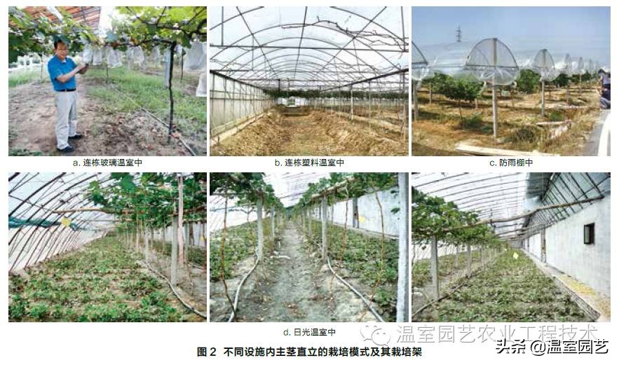 温室葡萄架式管理,温室葡萄种植技术视频