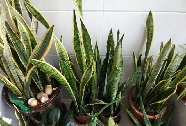 6种“垃圾”不要扔，装水瓶里泡一泡，肥的流油，养花一级棒