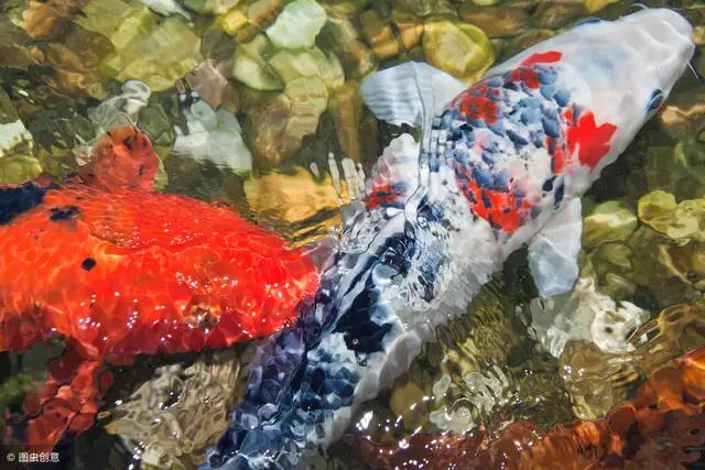 鱼儿掉鳞片是怎么回事,鱼儿掉鳞怎么办