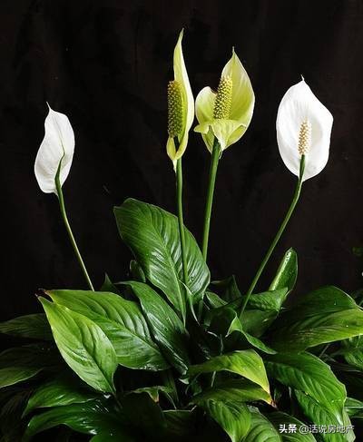 养好花六大关键十年养花经验总结,各种花卉养花技巧知识大全合集