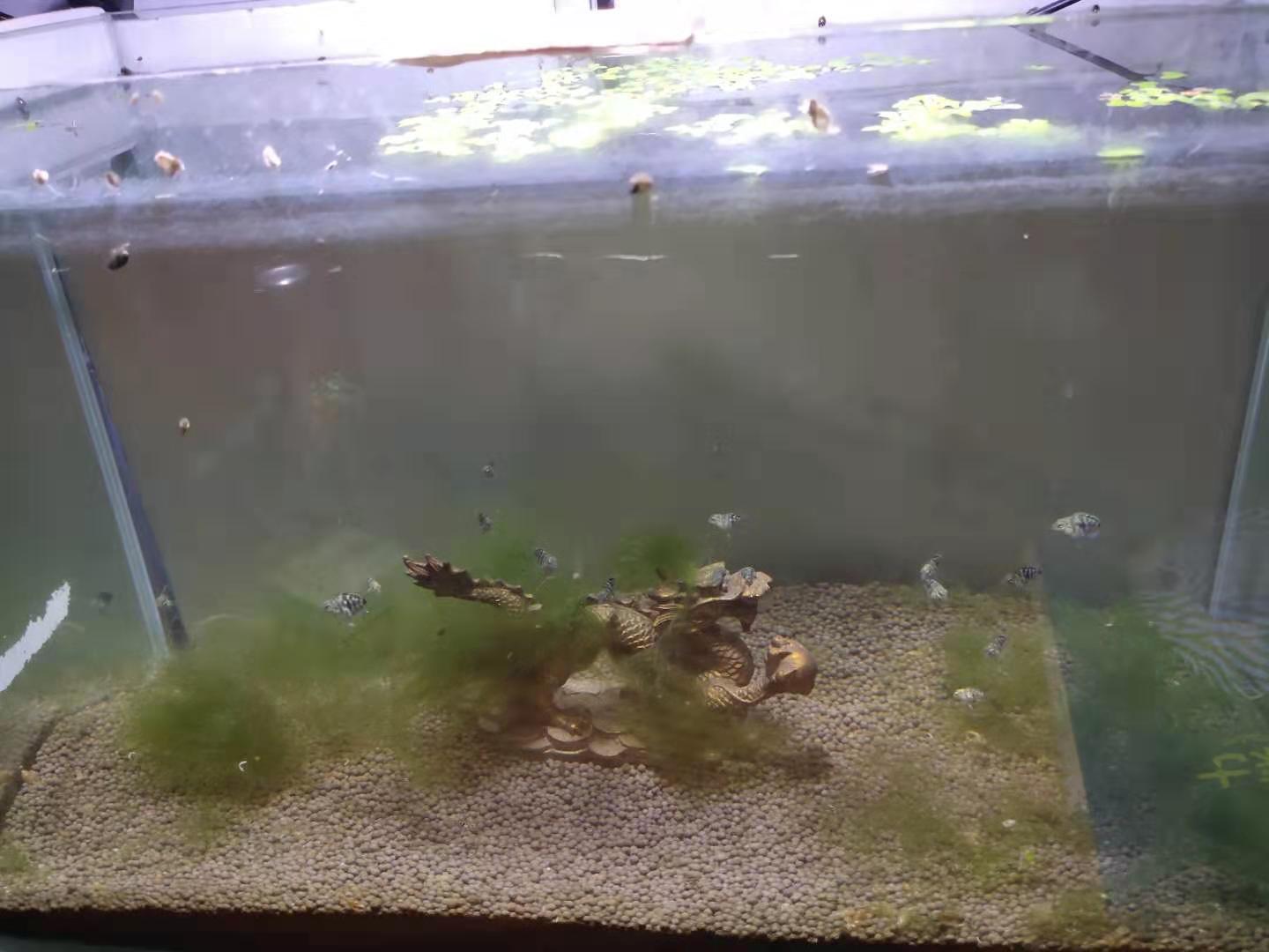 鱼缸的水垢可用砂纸打磨吗,鱼缸内壁沾满水垢是不是水质问题