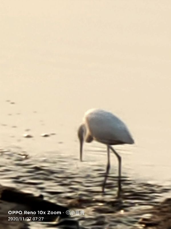 这种鸟很像纤纤美丽的女子，即使梦到了都代表着是吉祥的好事情