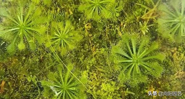 鱼缸里水草变黄枯萎怎么办,鱼缸里水草发黑怎么处理好