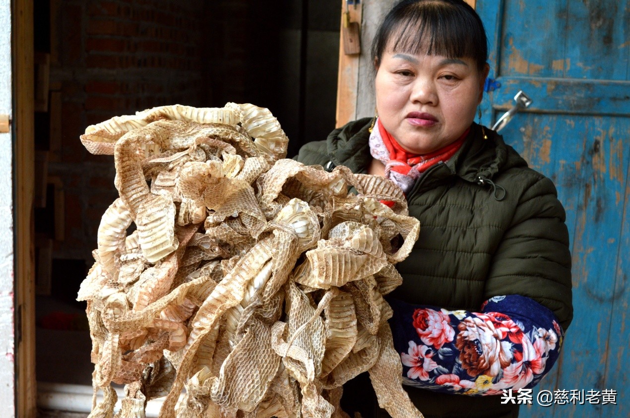 慈利“蛇女”赵婷的养蛇致富故事