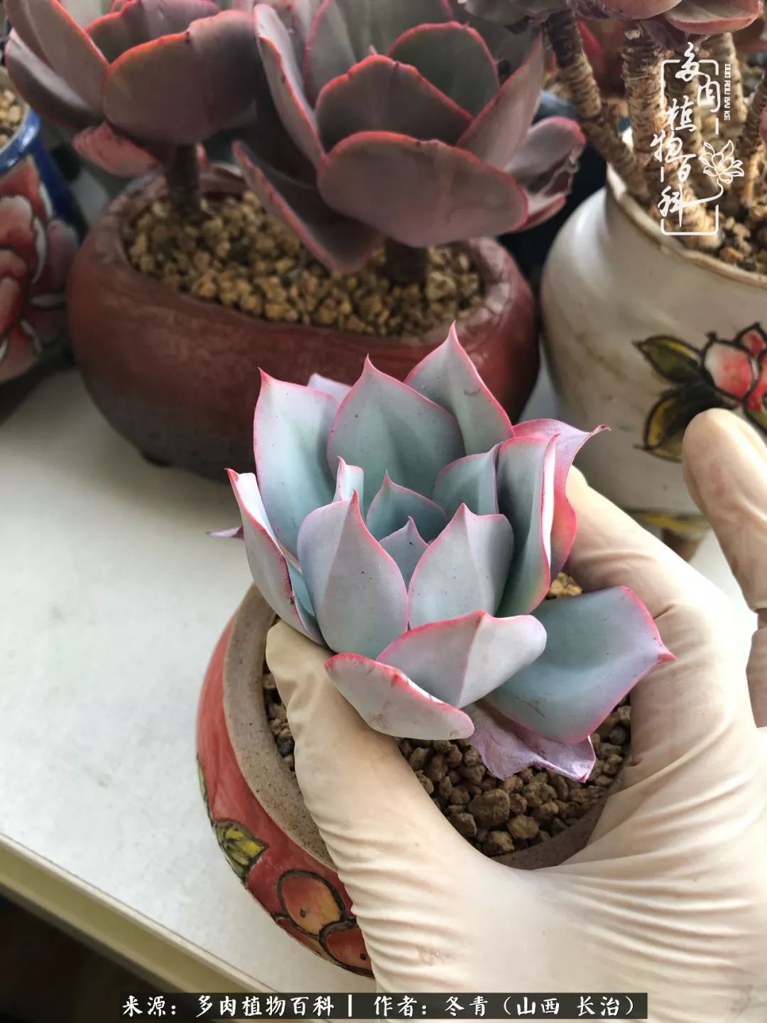 新手养多肉知道这4点打好基础,阳台上养多肉的正确方法