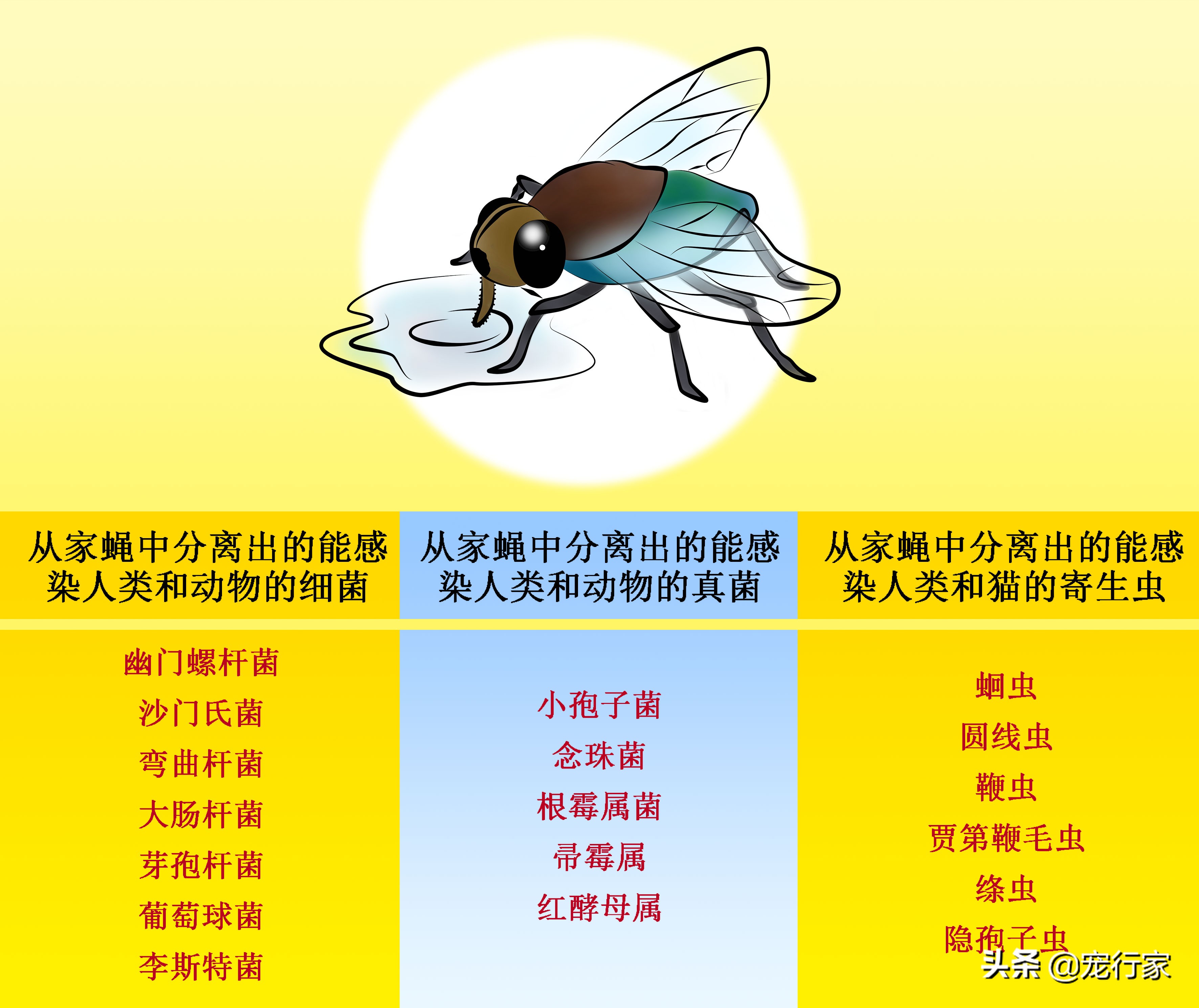 看着猫咪吃美食,看着猫咪吃老鼠猫咪会牙齿软吗