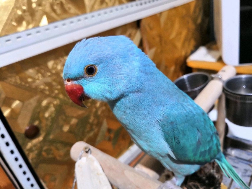 月轮鹦鹉和亚历山大鹦鹉推荐哪个,亚历山大鹦鹉和月轮鹦鹉区别