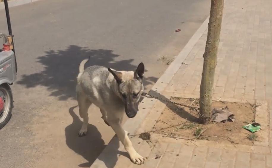 小型宠物狗价格500以下出售,3岁的狗狗就卖不掉了吗