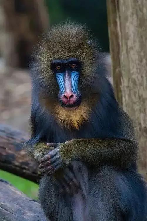 猴子72变图片,看看猴子