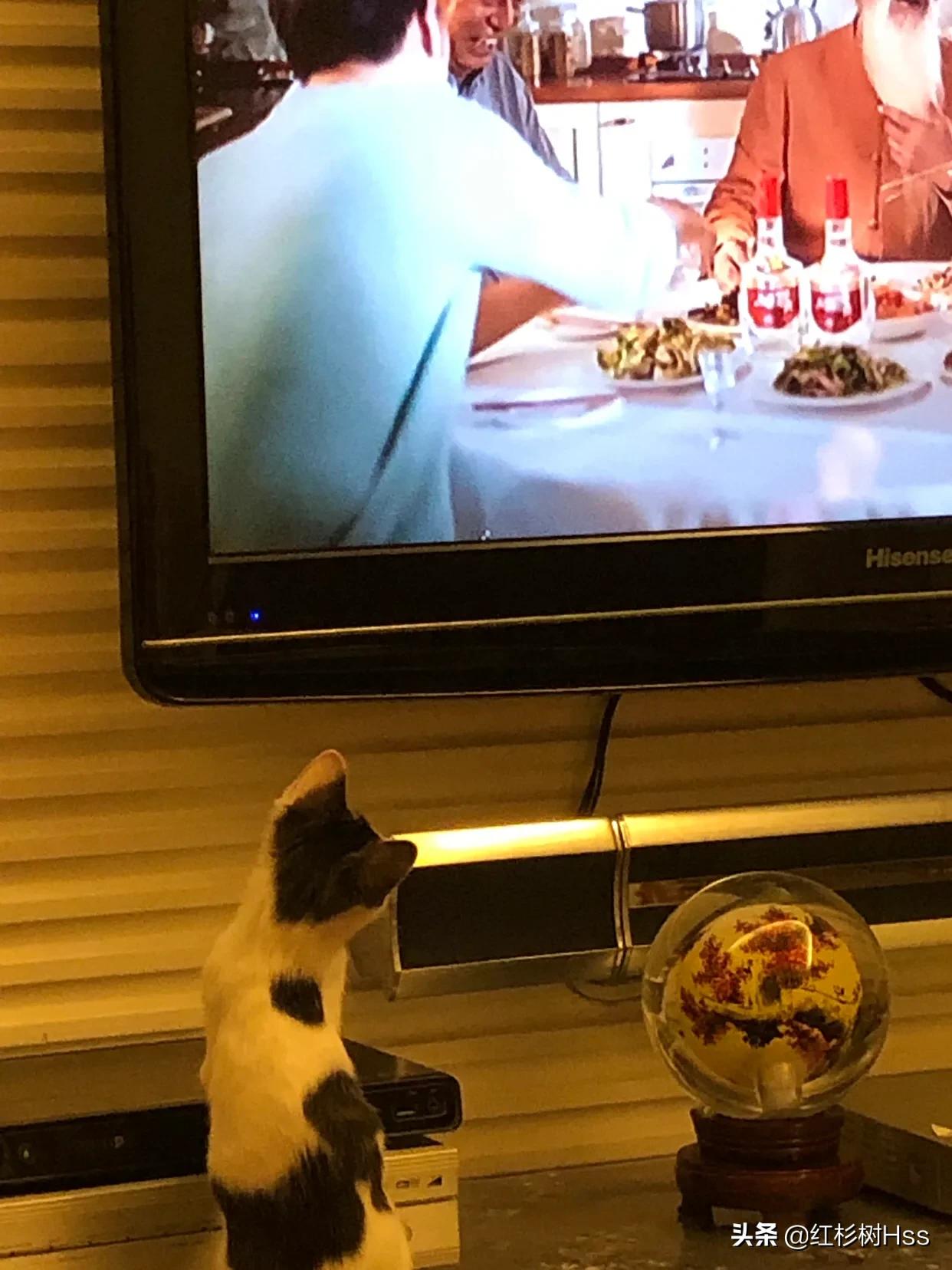 猫咪是个逗比,猫在足球场上