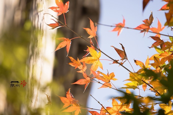 「徽州冷」宏村秋深晴少，友谊地久天
