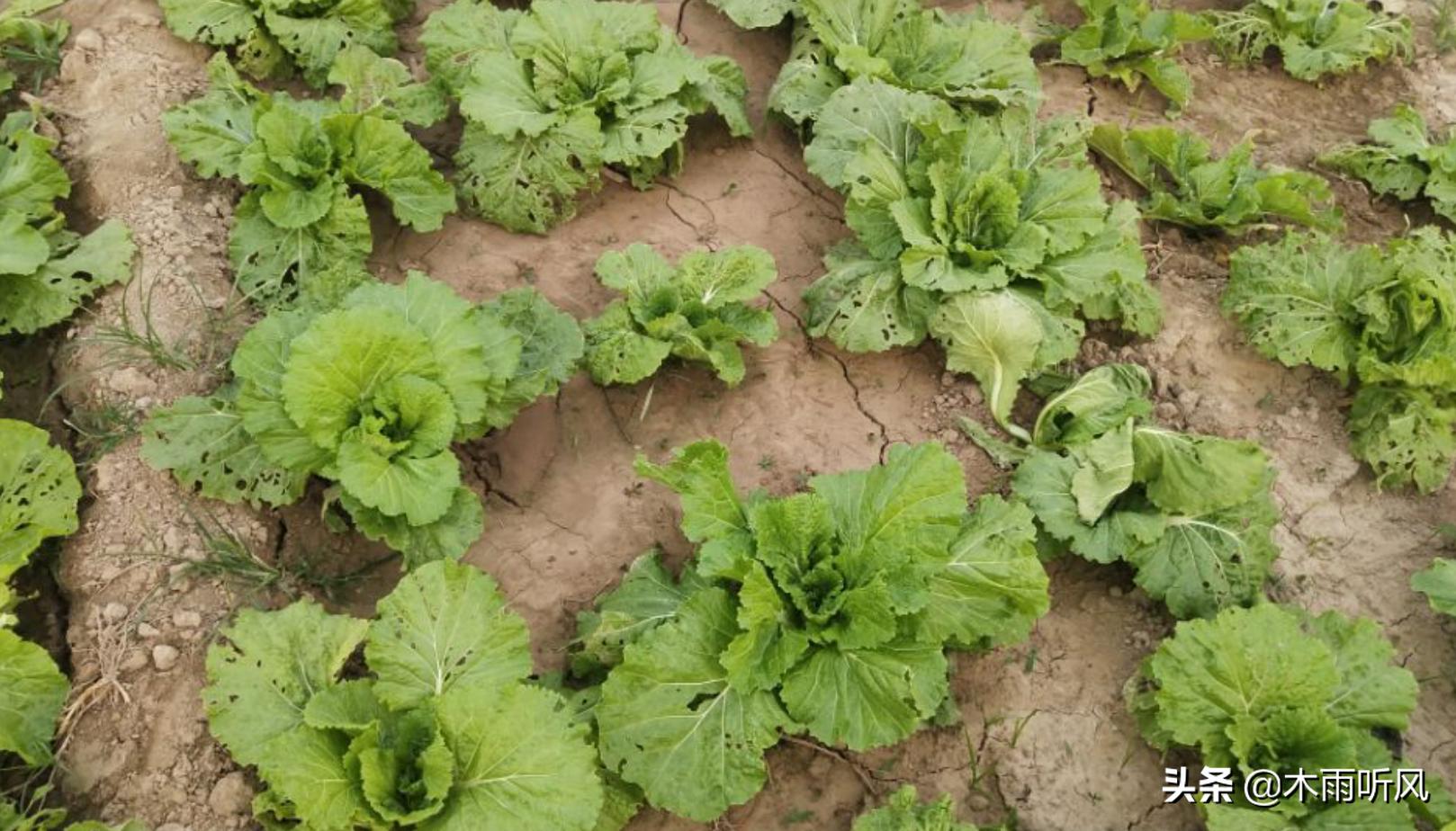 大白菜后期干烧心是怎么回事,大白菜防治干烧心的办法