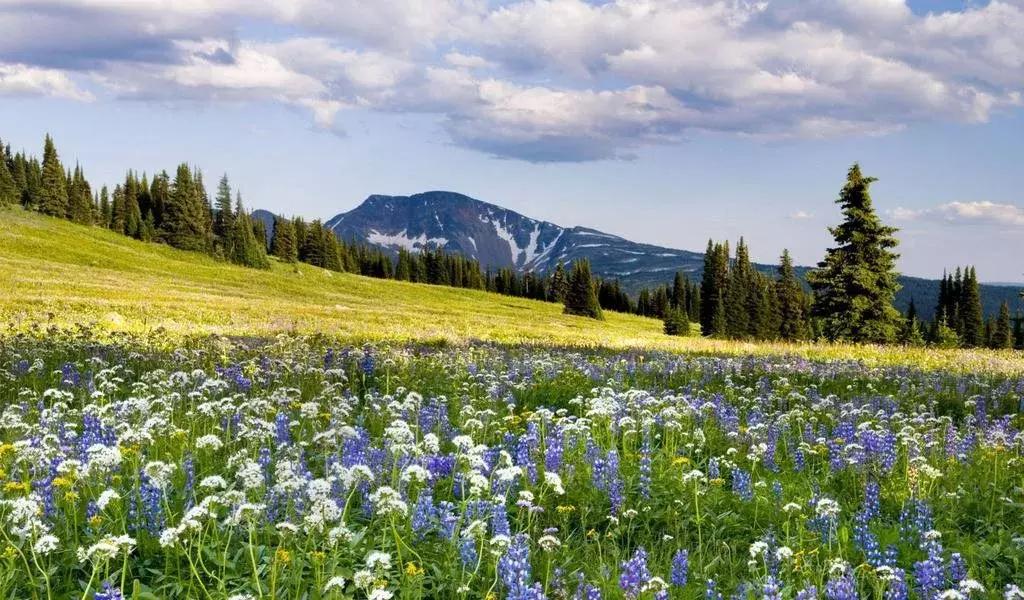 加拿大西洋参有什么品种,加拿大西洋参为什么那么便宜